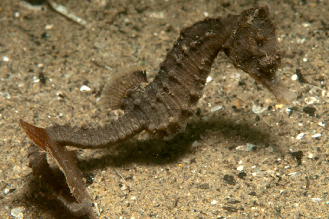 Suivi des hippocampes de la pointe de l'Espiguette